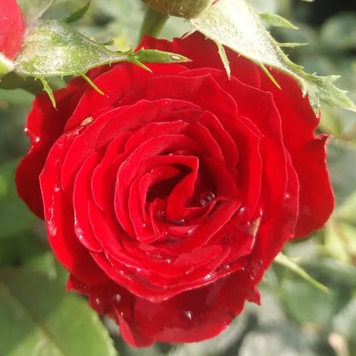 E-commerce, vendita, rose, in, vaso miniatura, lillipuziane - rosso - Rosa Festival® - rosa dal profumo discreto - W. Kordes & Sons - Ricco di fogliame